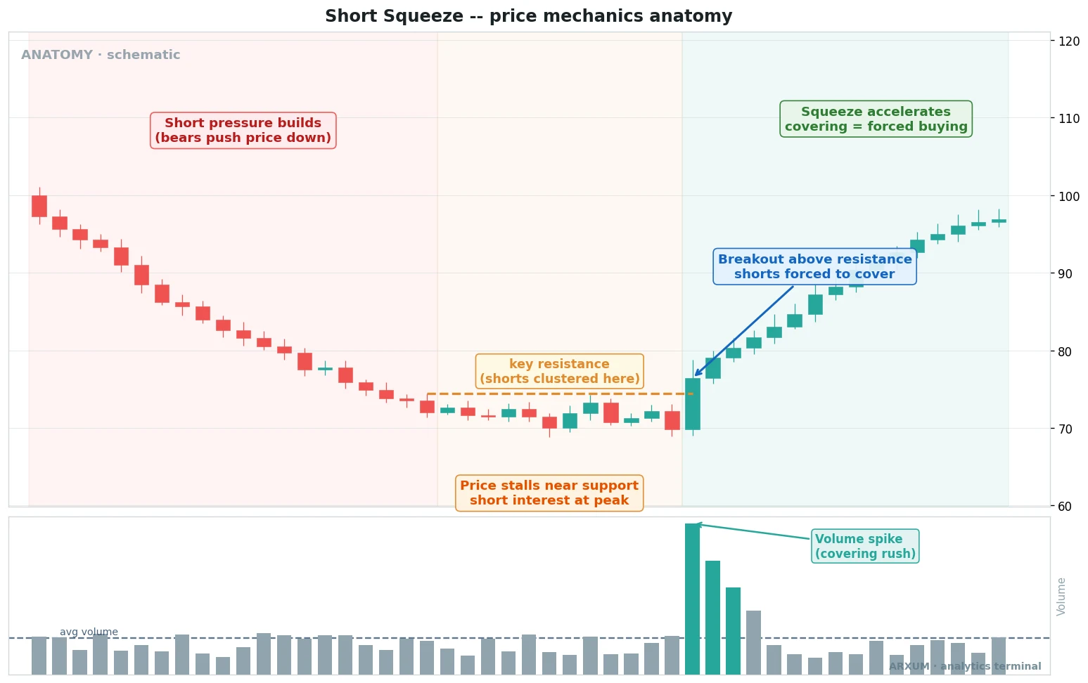 Short squeeze anatomy, the four phases where bears push price down, short interest peaks near support, a breakout above resistance forces shorts to cover, and the squeeze accelerates on a volume spike